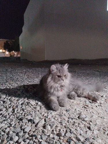 بيع