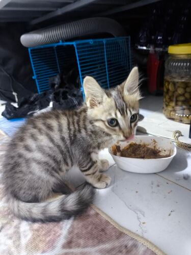 Kitten available for adoption