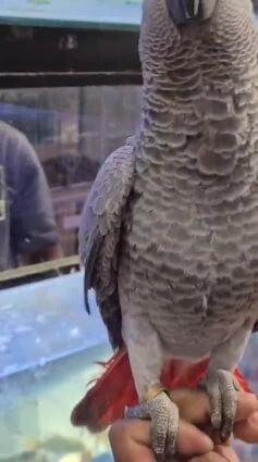 African grey