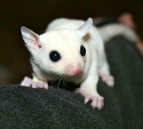 Sugar Glider white