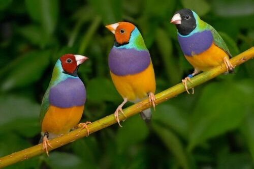 Golden finches Green
