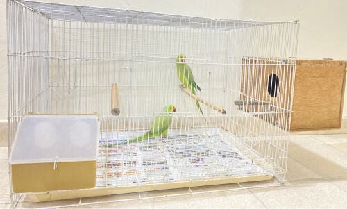 Green parrot pair with cage =Qr600