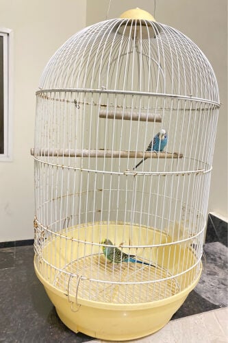 budgies pair withcage = Qr120