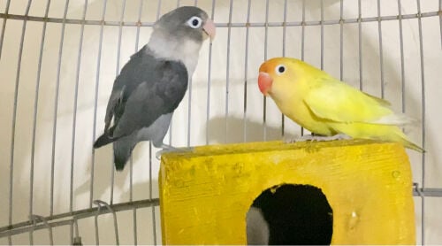 2 Love birds with cage= Qr350