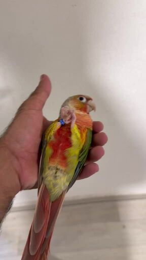 ‏pineapple conure 
