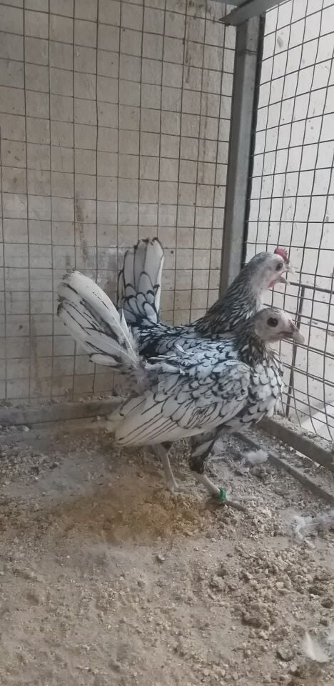 دجاجتين سبرايت حجل ٢٠٢٥ خوارج