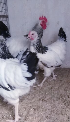 سوسكس