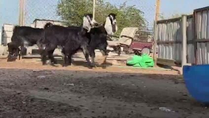 للبيع معزة عوارض طيبة
