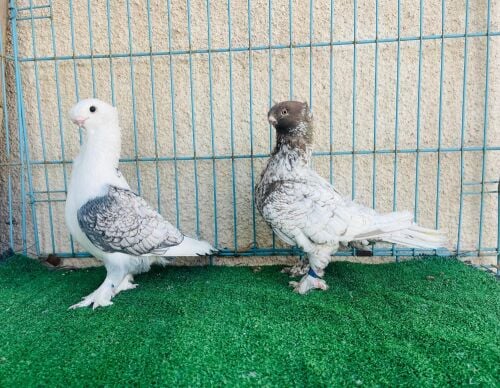 blodinette breeding pair