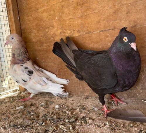 جوز بوشهر ريتش الموند