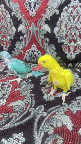  ringneck chick for sale 