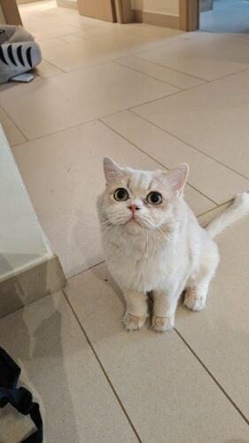 British longhair