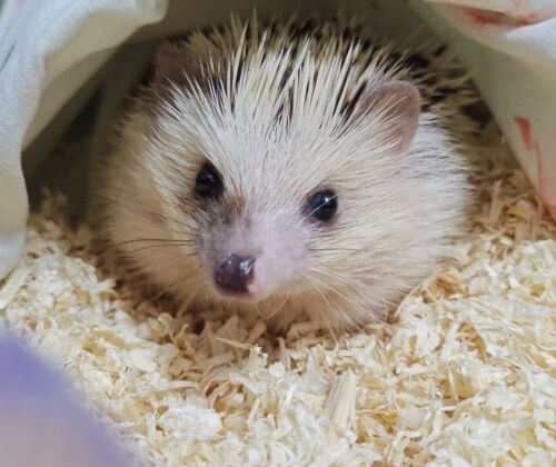 The African dwarf hedgehog