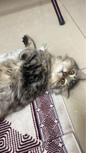 mixed breed cat