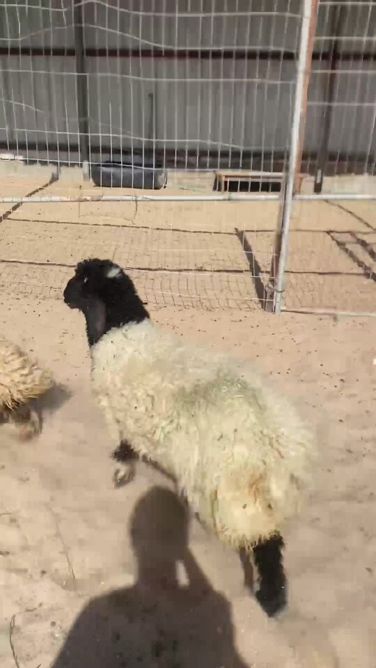 رخال بلدية فل الفل