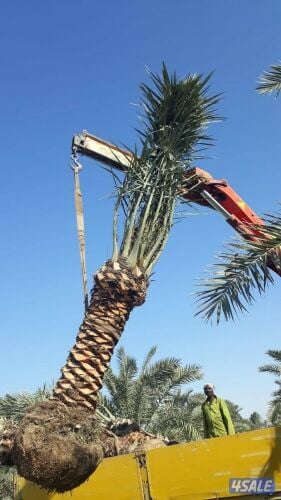 إقتلاع النخيل ت٥٥٧٤٤٣٦٣