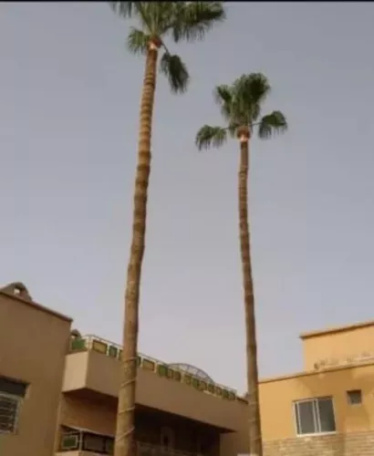 شجرة للبيع