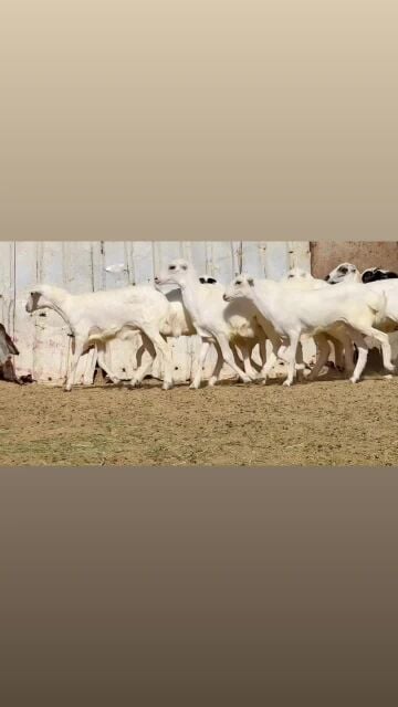 للبيع رخال رفيديه طيبه 