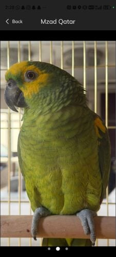wanted amazon male