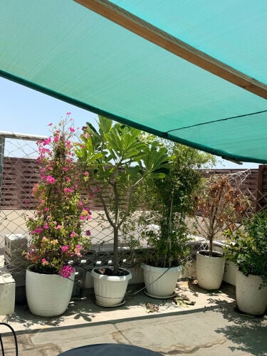 plants at clearance sale ,low price
