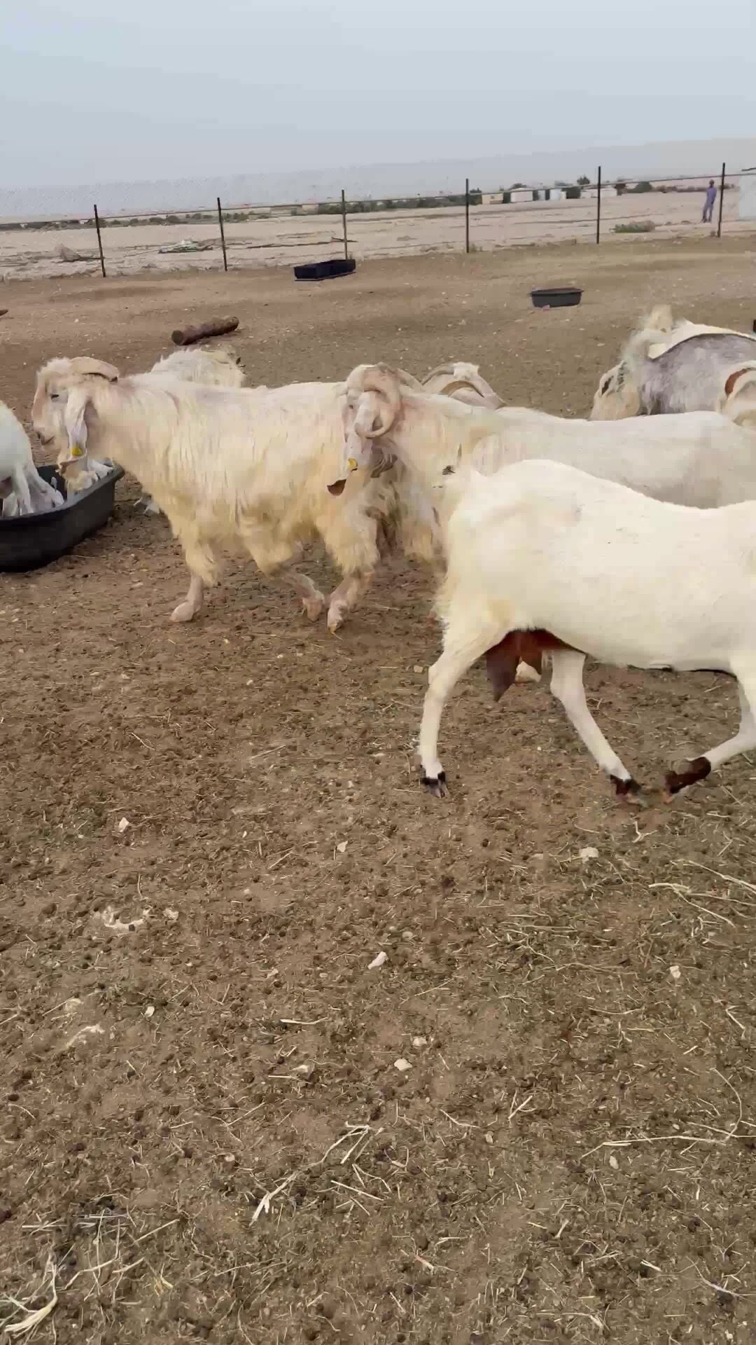 65 purebred goats for sale