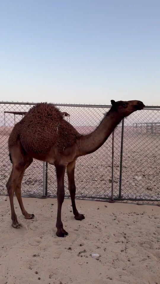 حوار مجهم سمين 