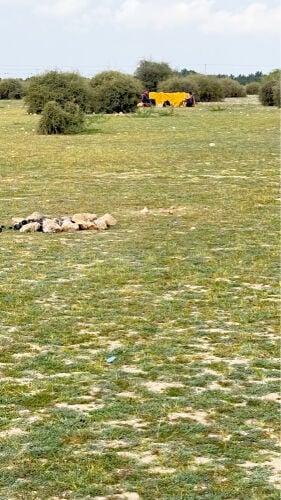 بو محمد