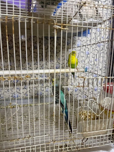 badji for sale