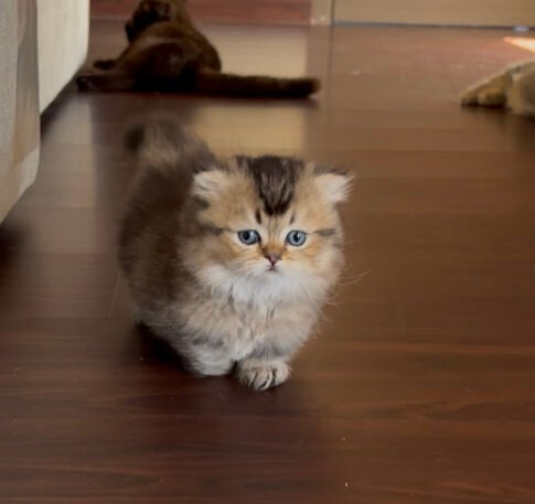 fluffy munchkin 
