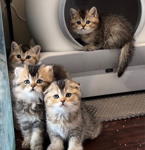 British kittens