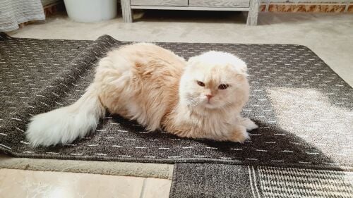 Free for adoption