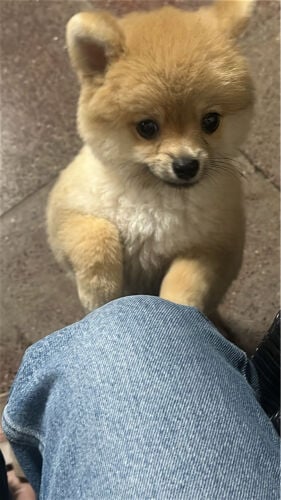 pure Pomeranian dog