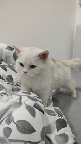 PERSIAN FEMALE CAT ( Tamed )