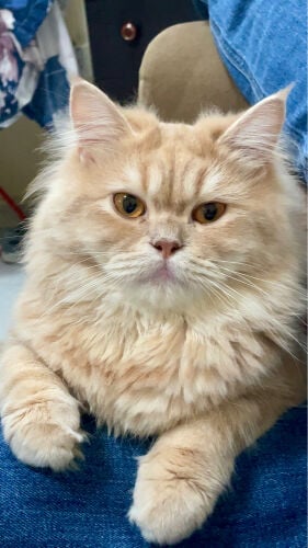 All cats are well educated, super clean and they don't meow for no reason. The only reason I have to get rid of them is that I have 9 now… So if you are interested send me a message. If you are just curious just don’t… Thank you 