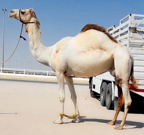 سودانيه
