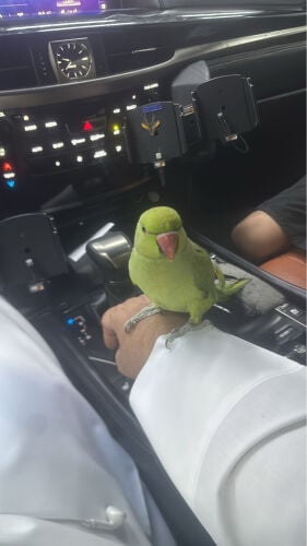 اللبيع او اللبدل