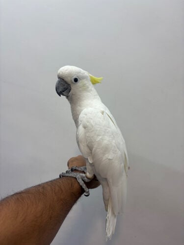 cockatoo