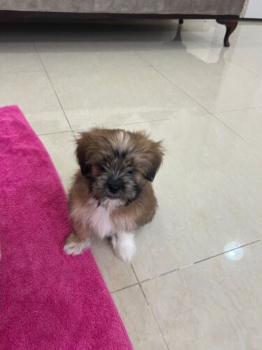 pure maltese puppys