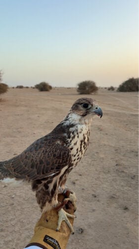 حر ايراني 