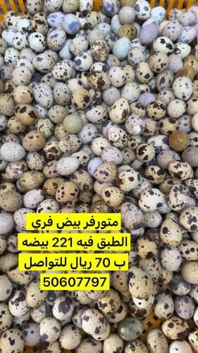 بيض