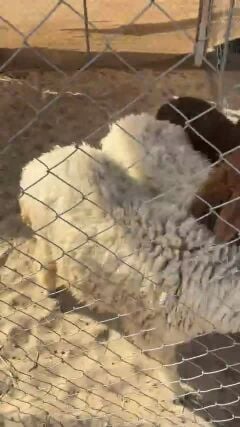 رخال من عزبة جواله سمان