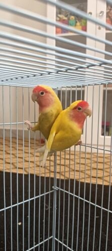 love birds