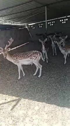 غزلان فلودير