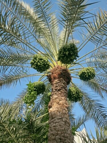 Shahe albaloshi