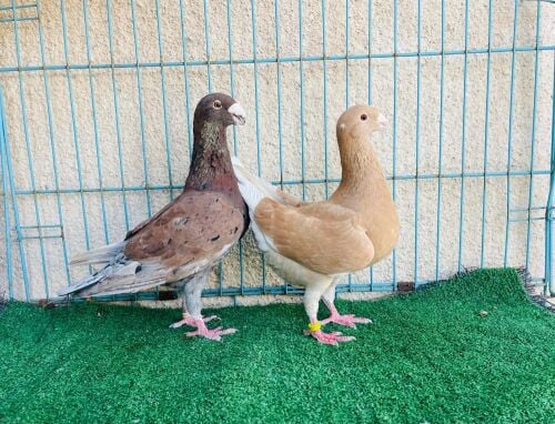 Homer breeding pair