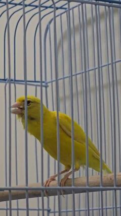 كناري تغريد نار