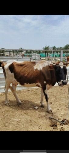 بقره للبيع