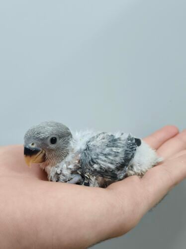 black opline rose chick