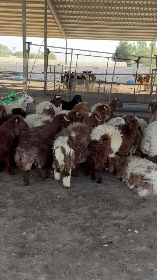 خرفان سورية 