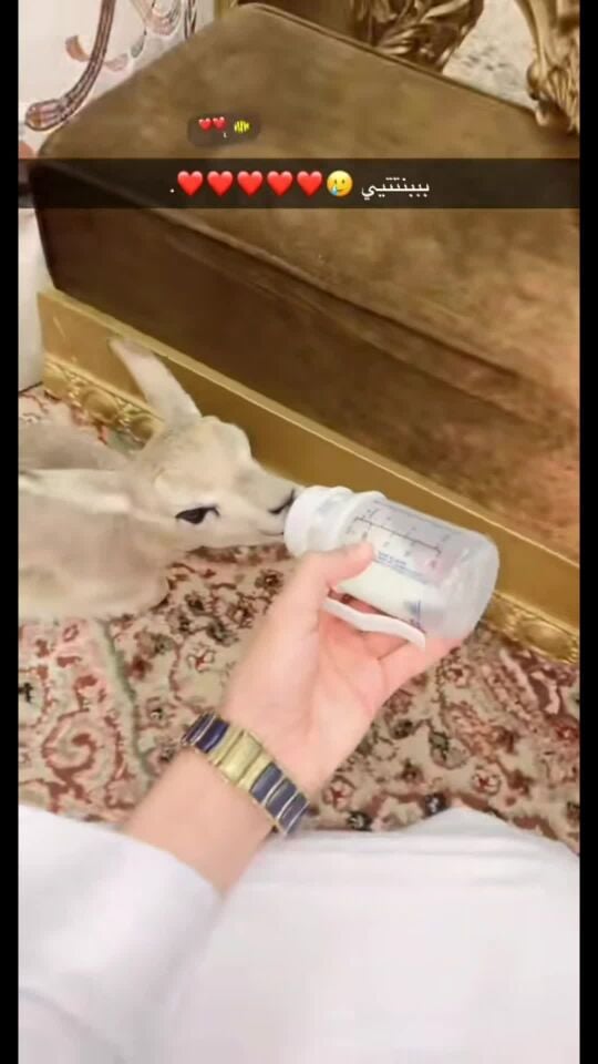 رضيع غزال
